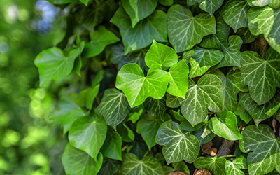 The problem with ivy